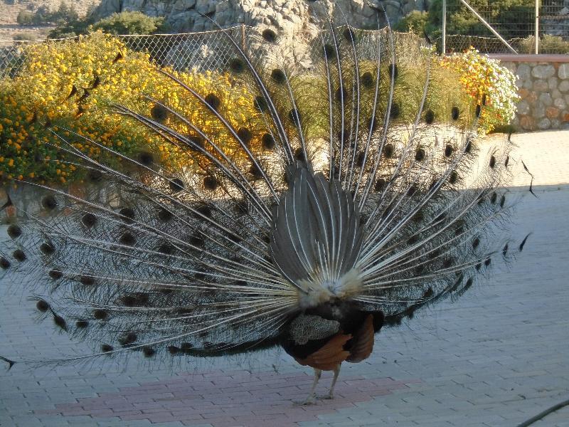 Leilighetshoteller Lindos Nest Pefki